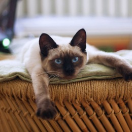 Purr-fect living for you and your furry friends! Our pet-friendly community is ready for your dogs and cats to make the most out of their new homes  Instagram post from @dreamspacecoast on February 14, 2025 00:00:00am